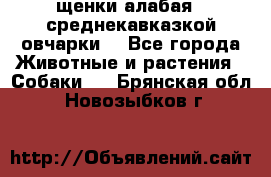 щенки алабая ( среднекавказкой овчарки) - Все города Животные и растения » Собаки   . Брянская обл.,Новозыбков г.